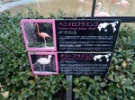 天王寺動物園フラミンゴ案内