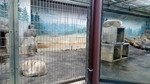 天王寺動物園チュウゴクオオカミ