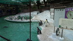 天王寺動物園ペンギン