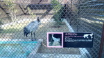 天王寺動物園オグロヅル