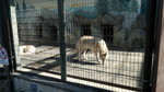 天王寺動物園チュウゴクオオカミ