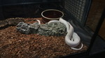 天王寺動物園白い蛇